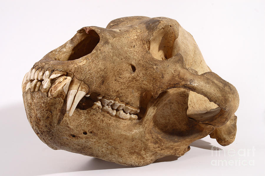 Kodiak Bear Skull #10 Photograph by Ted Kinsman