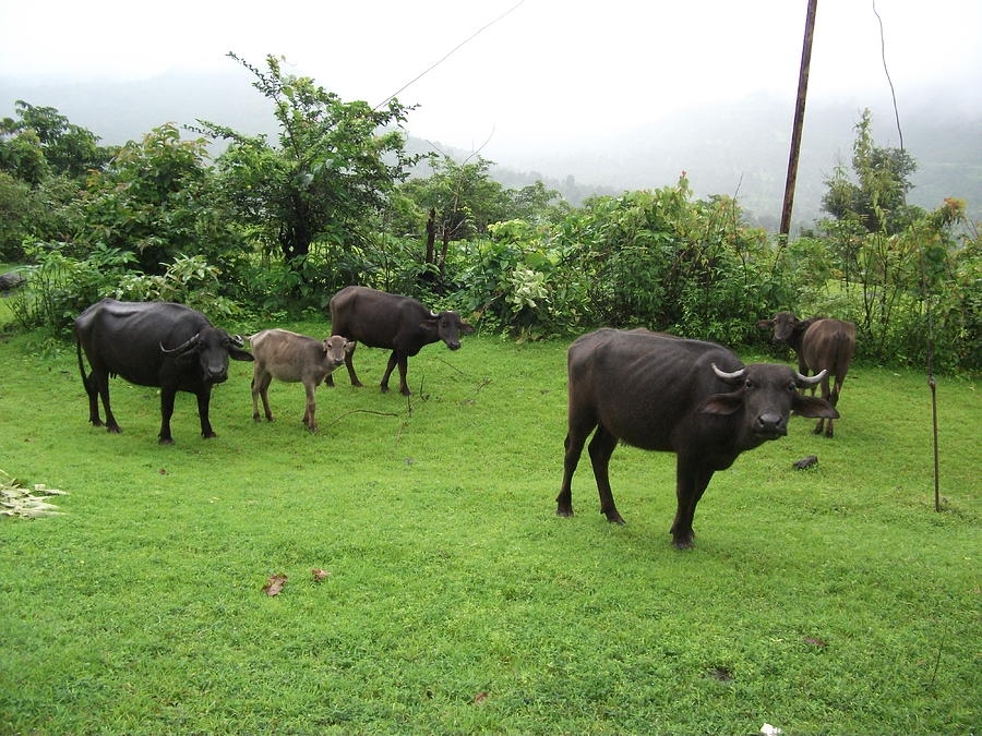 Konkan Monsoon Photograph By Asmita Sakpal | Pixels