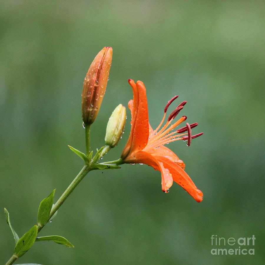 Lily Flowers #10 Photograph by Jack R Brock