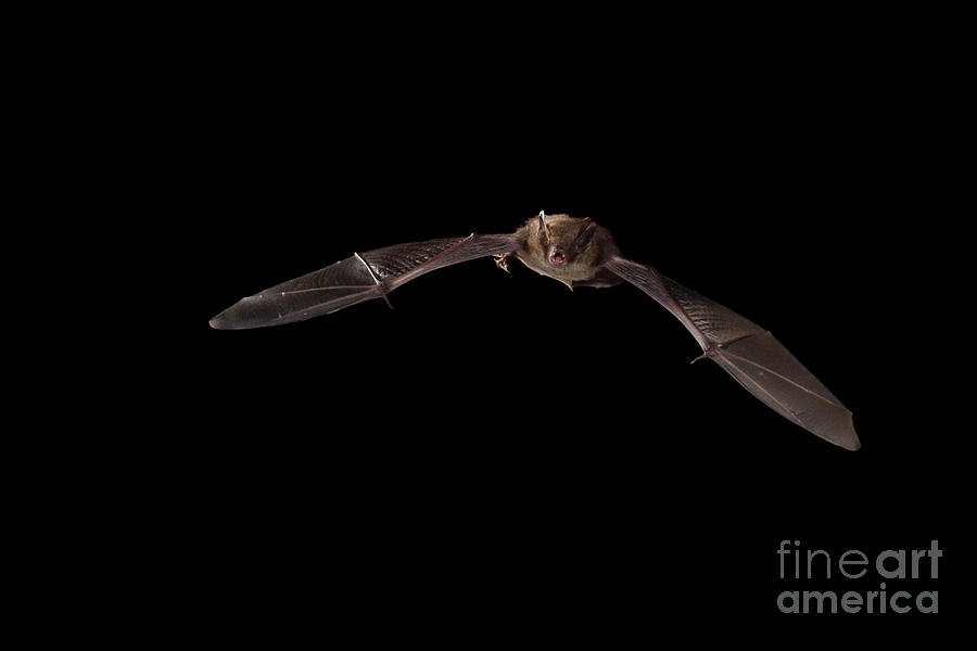 Little Brown Bat #10 Photograph by Ted Kinsman