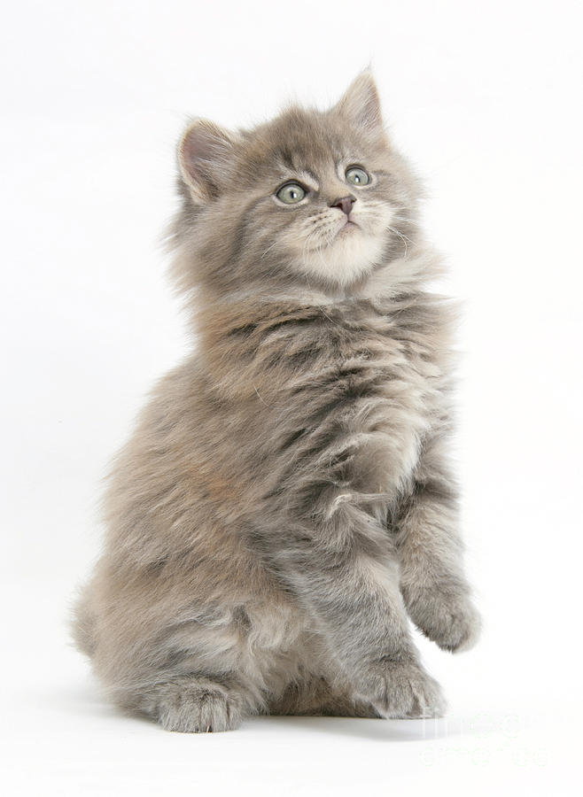 Maine Coon Kitten #10 Photograph by Mark Taylor