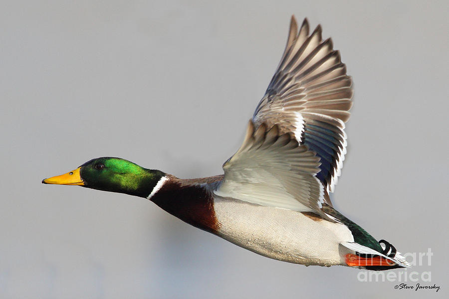 Male Mallard Duck in Flight #10 Photograph by Steve Javorsky