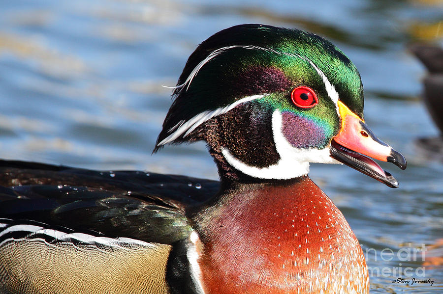 Male Wood Duck #10 Photograph by Steve Javorsky