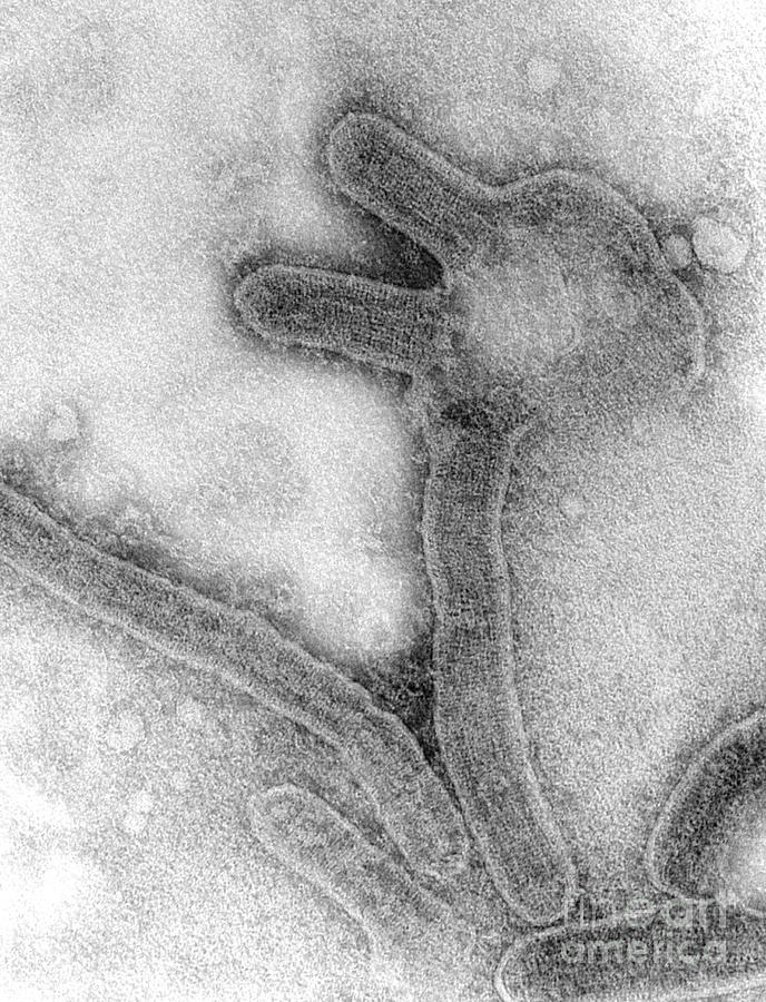 Marburg Virus, Tem #10 Photograph by Science Source