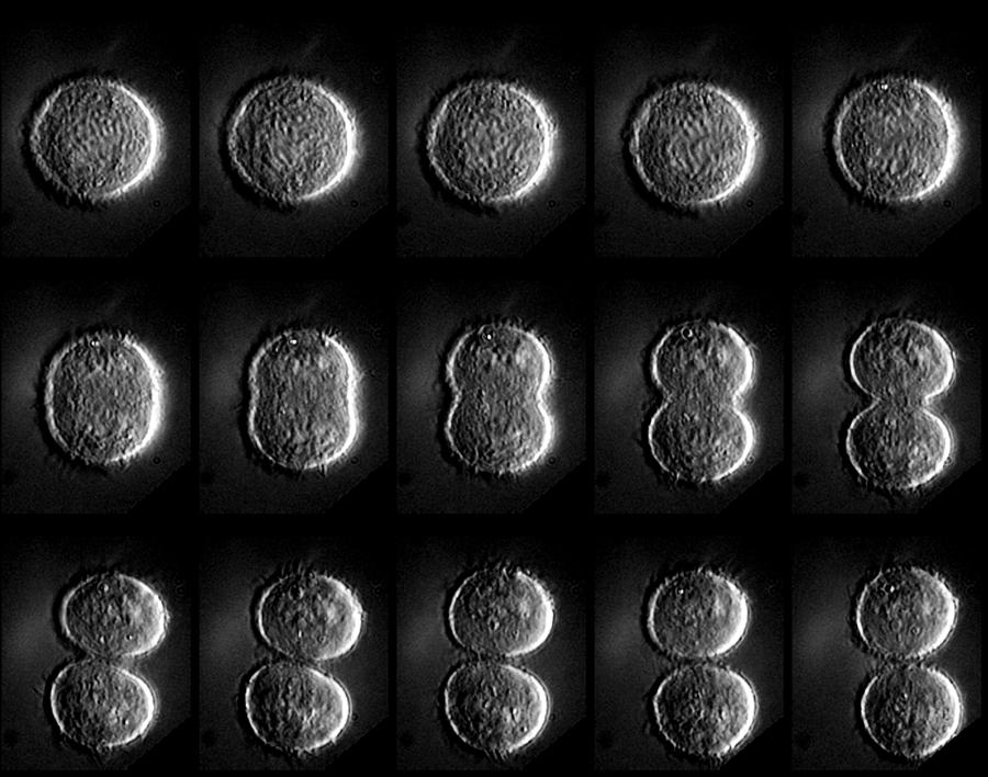 Mitosis Photograph - Mitosis #10 by Dr Paul Andrews, University Of Dundee