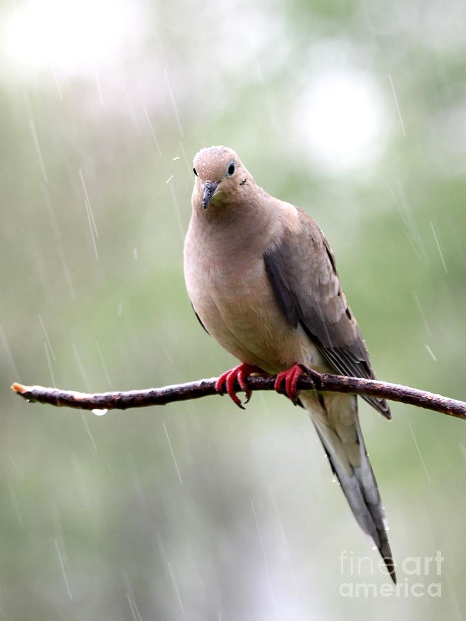 Mourning Dove #10 Photograph by Jack R Brock