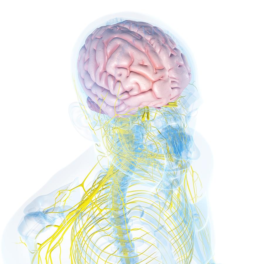 Nervous System, Artwork #10 Digital Art by Sciepro