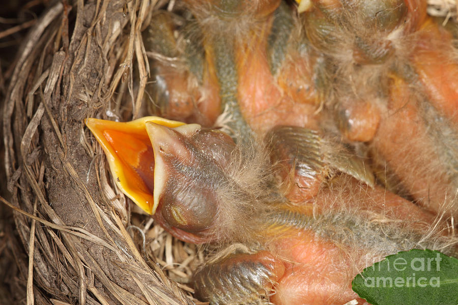 Newborn Robin Nestlings #10 Photograph by Ted Kinsman