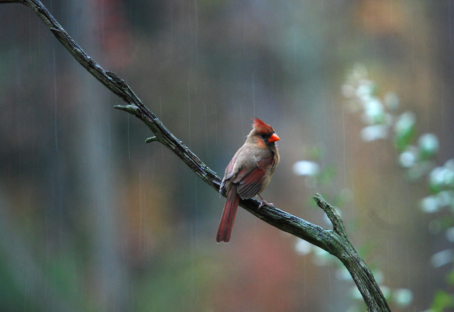 Northern Cardinal #10 Photograph by Perry Van Munster