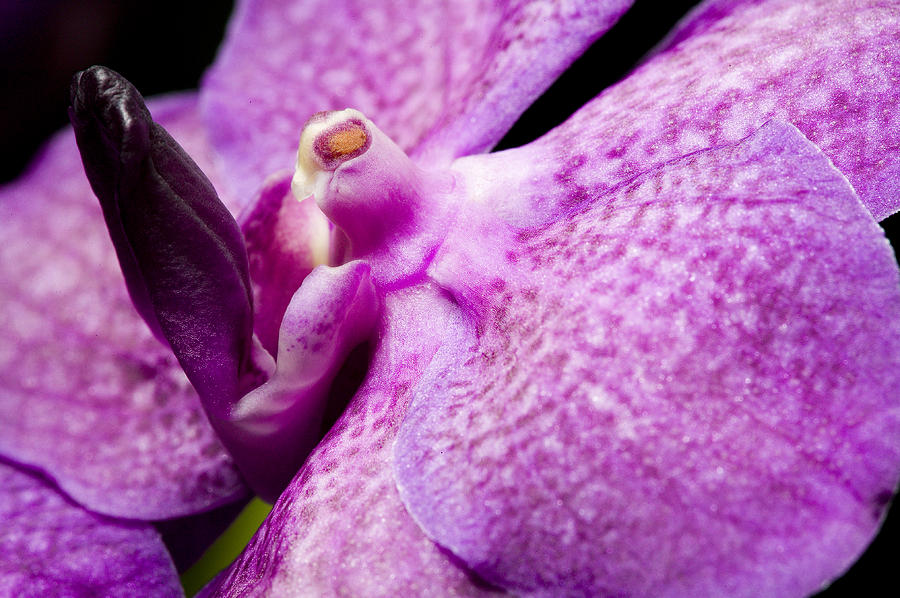 Orchid Flower Bloom #10 Photograph by C Ribet