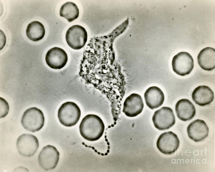 Phagocytosis #10 Photograph by Omikron
