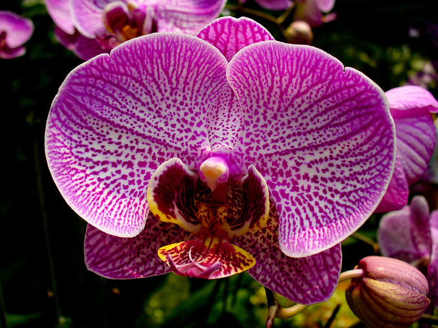 Phalaenopsis Photograph by Chua ChinLeng - Fine Art America