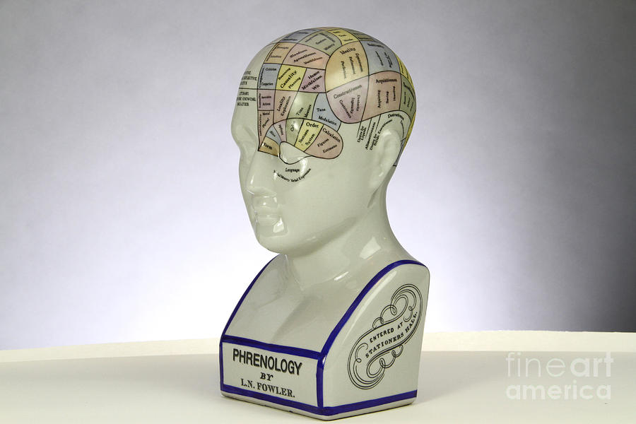 Phrenological Model #10 Photograph by Photo Researchers, Inc.