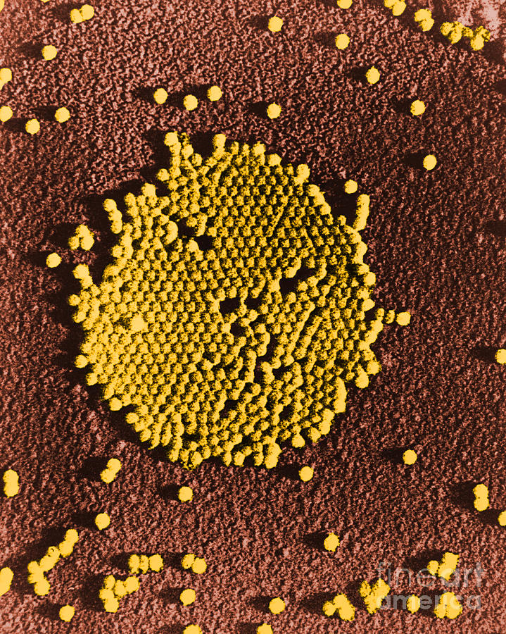 Poliovirus, Tem #10 Photograph by Science Source