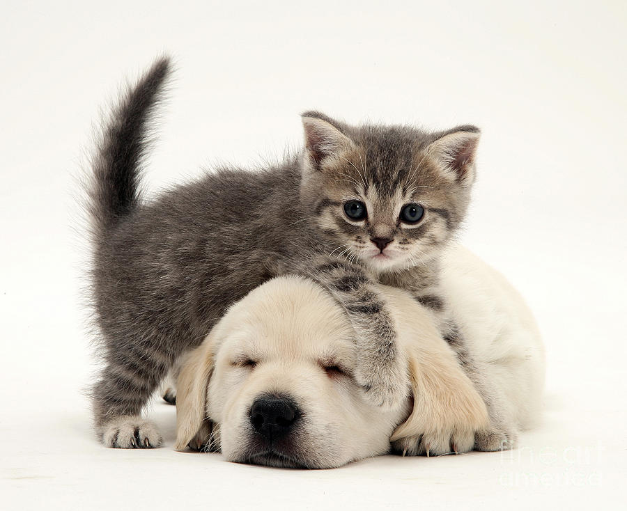 Puppy And Kitten #7 Photograph by Jane Burton