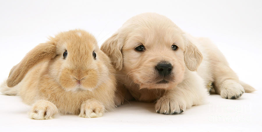 Rabbit Photograph - Rabbit And Puppy #10 by Jane Burton