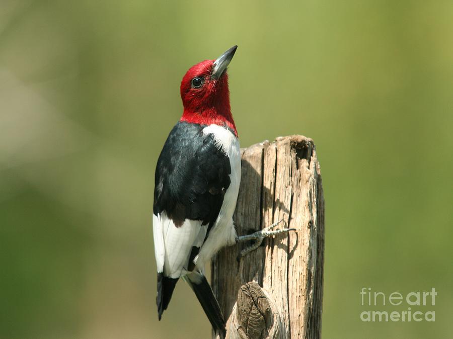 Red-headed Woodpecker #10 Photograph by Jack R Brock