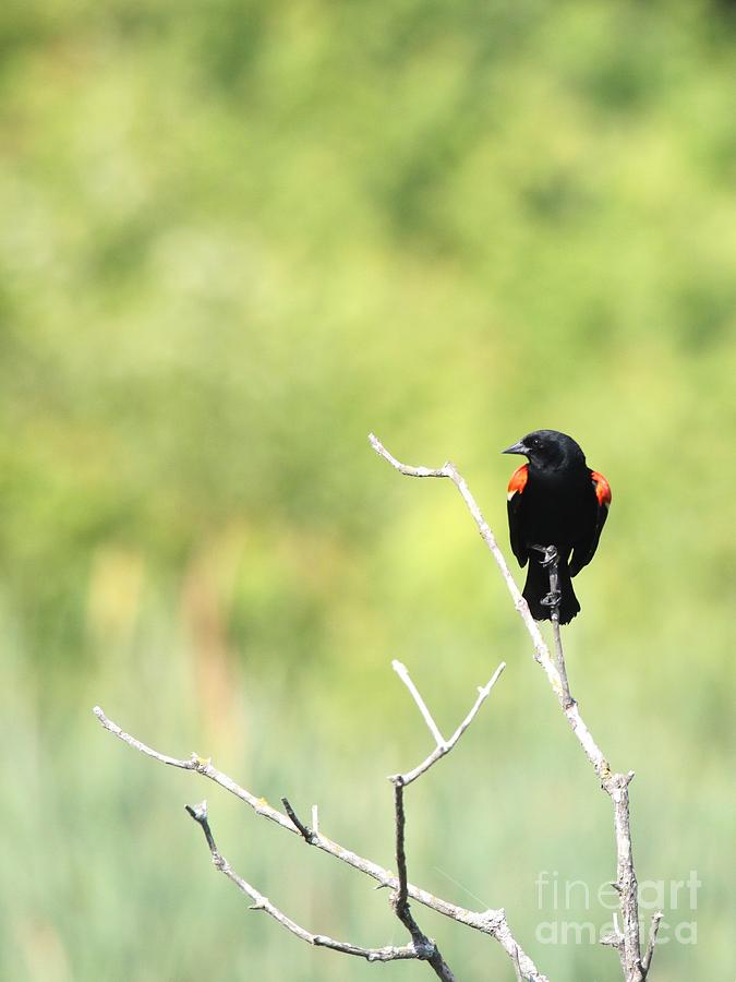 Red-winged Blackbird #10 Photograph by Jack R Brock