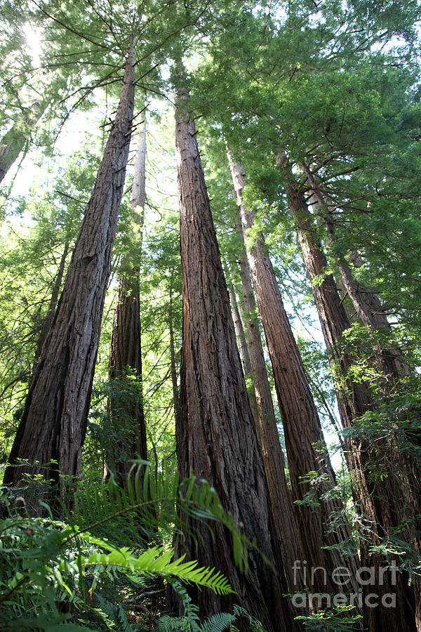 Redwoods Sequoia Sempervirens #10  by Ted Kinsman