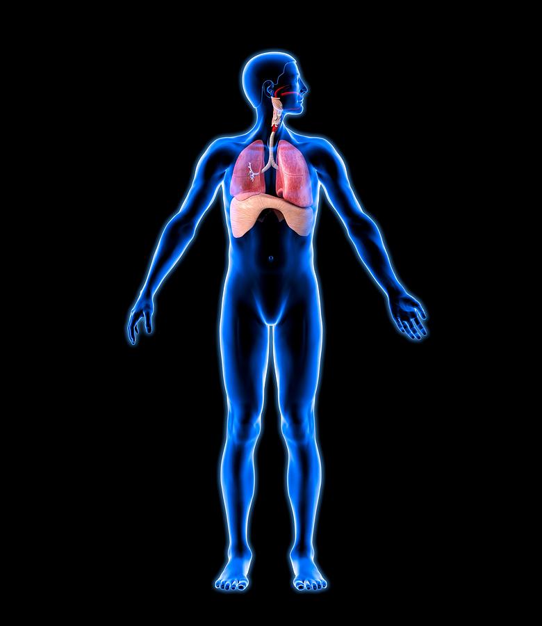 Respiratory System, Artwork Photograph by Roger Harris | Fine Art America