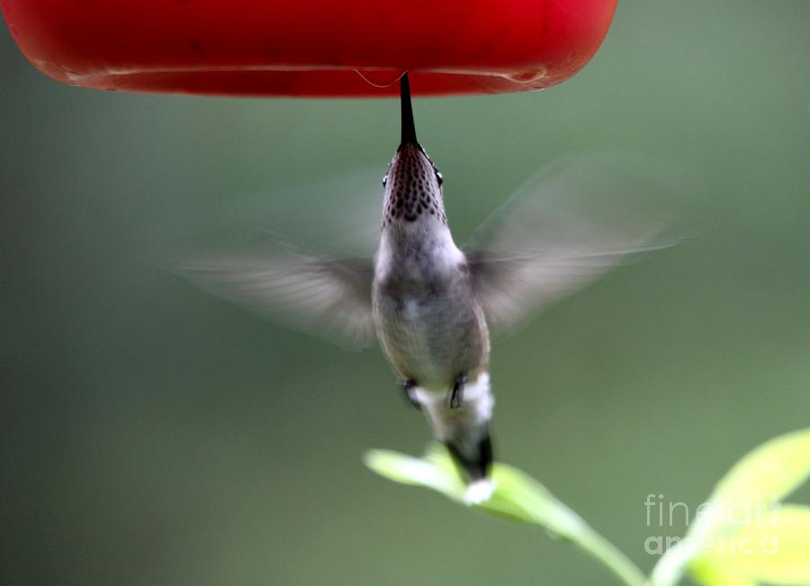 Ruby-throated Hummingbird #10 Photograph by Jack R Brock