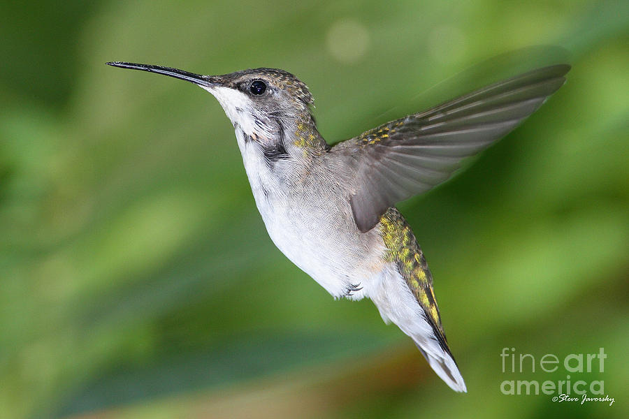 Ruby Throated Hummingbird #10 Photograph by Steve Javorsky