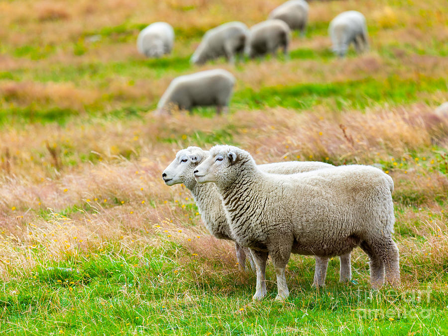 Sheeps Photograph