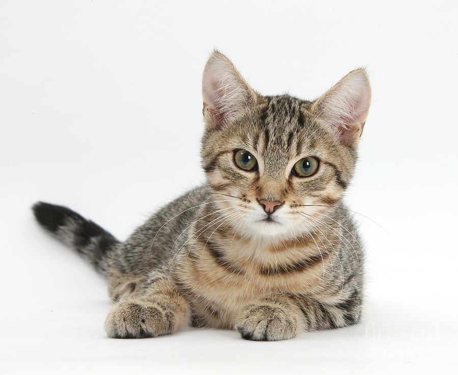 Tabby Kitten Photograph by Mark Taylor - Fine Art America