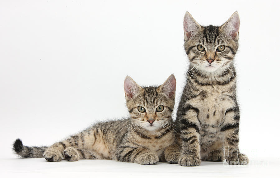 Tabby Kittens by Mark Taylor - Fine Art America