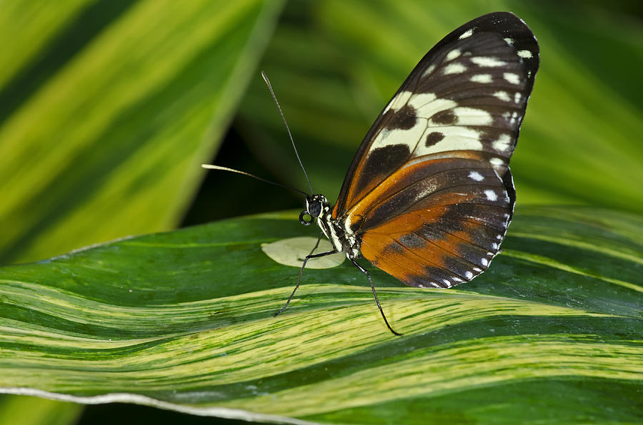 Tiger Longwing Butterfly #10 Photograph by JT Lewis