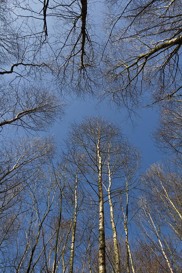 Tree Photograph - Trees in Epping Forest #10 by David Pyatt