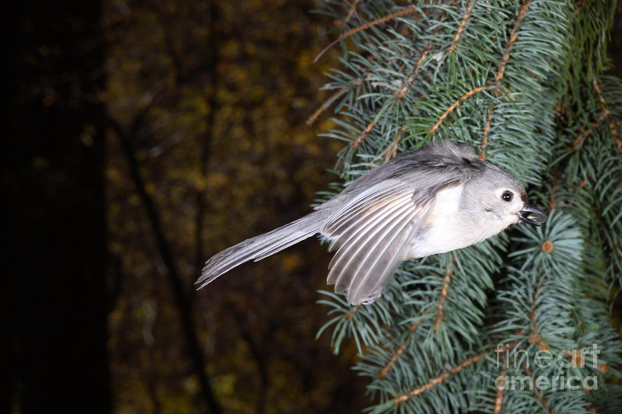 Titmouse Photograph - Tufted Titmouse In Flight #10 by Ted Kinsman