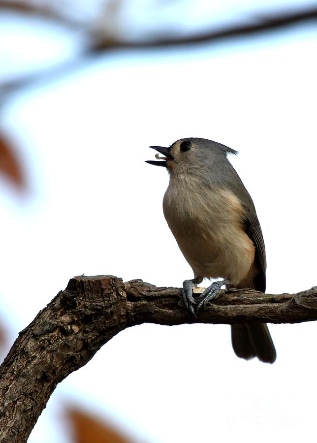 Tufted Titmouse #10 Photograph by Jack R Brock