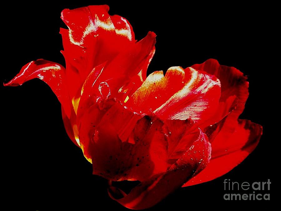 Tulipe #10 Photograph by Sylvie Leandre