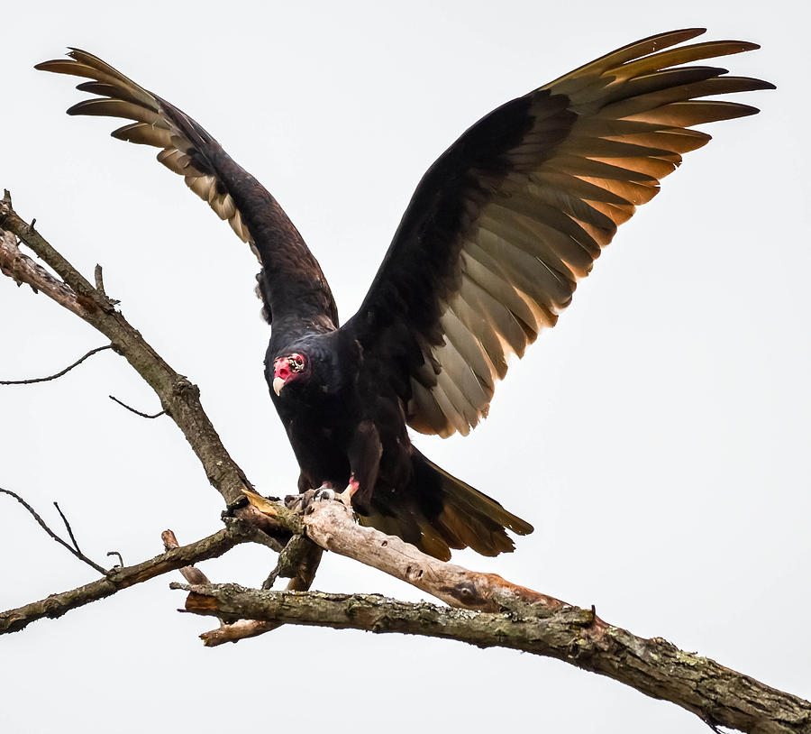 Turkey Vulture #10 Photograph by Brian Stevens