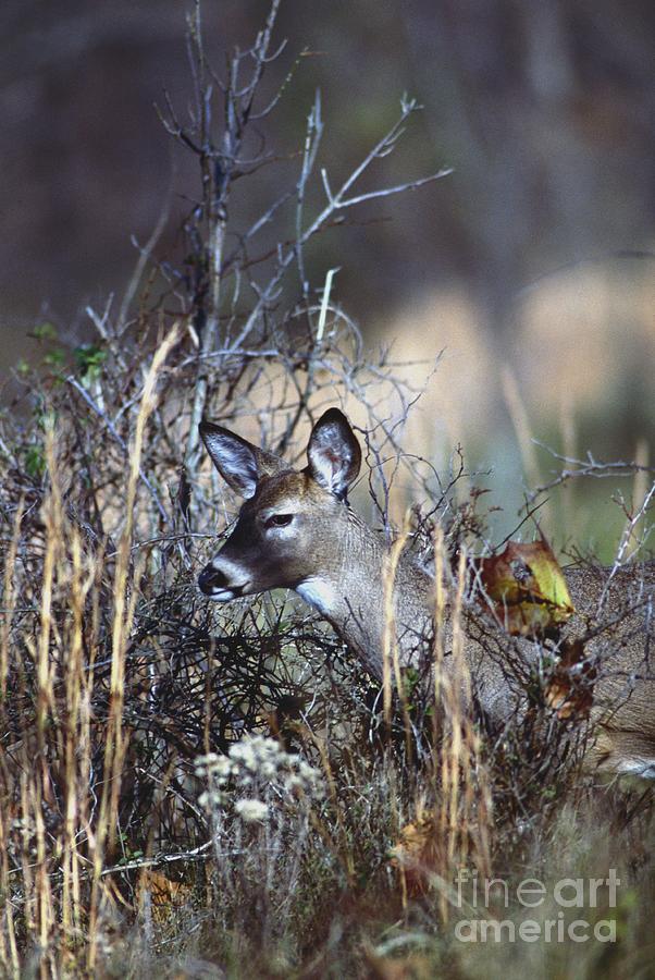 White-tailed Deer #10 Photograph by Jack R Brock