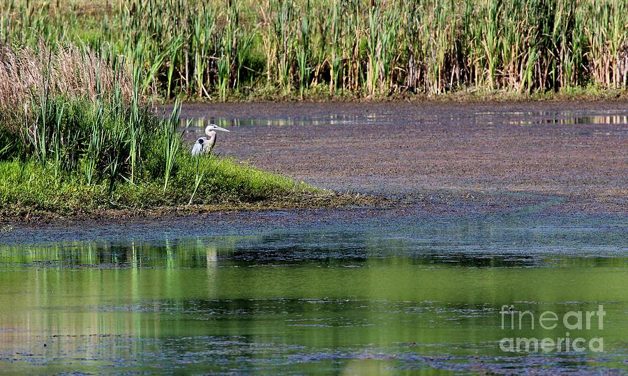 Great Blue Heron #102 Photograph by Jack R Brock