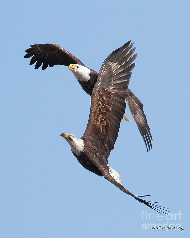 Bald Eagle #108 Photograph by Steve Javorsky
