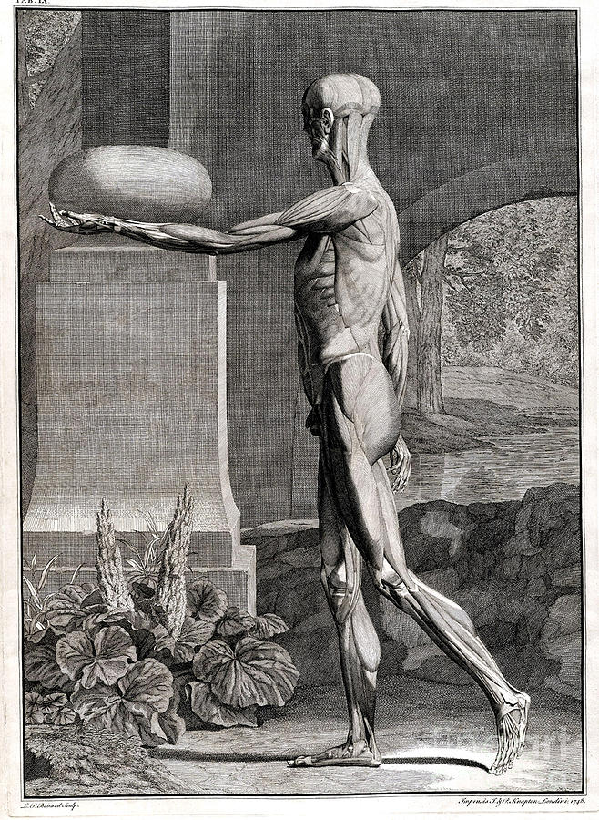 Science Photograph - 18th Century Anatomical Engraving #11 by Science Source