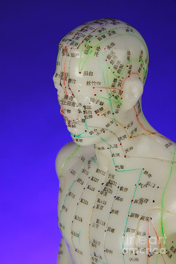 Acupuncture Model Photograph by Photo Researchers, Inc. - Fine Art America