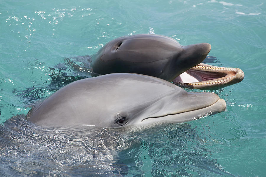 Animal Photograph - Atlantic Bottlenose Dolphins #11 by Dave Fleetham