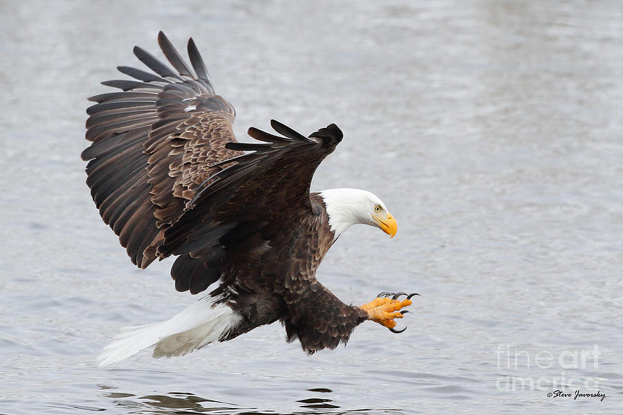 Bald Eagle #11 Photograph by Steve Javorsky