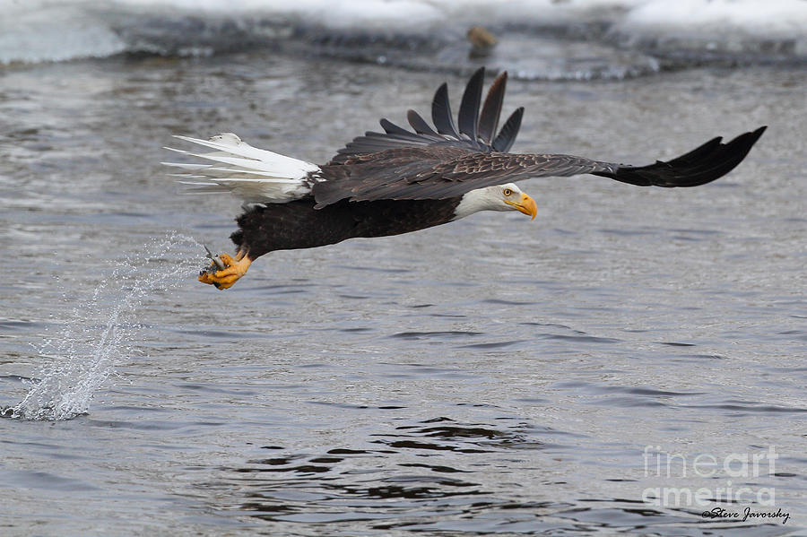 Bald Eagle with Fish #11 Photograph by Steve Javorsky