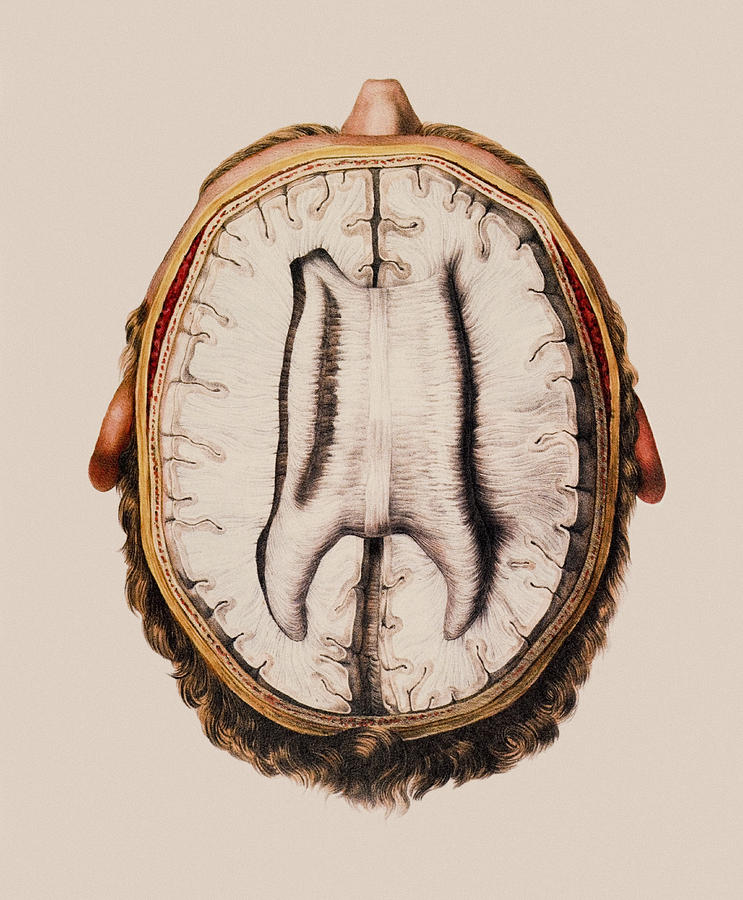 Cortex Photograph - Brain Anatomy #11 by Mehau Kulyk