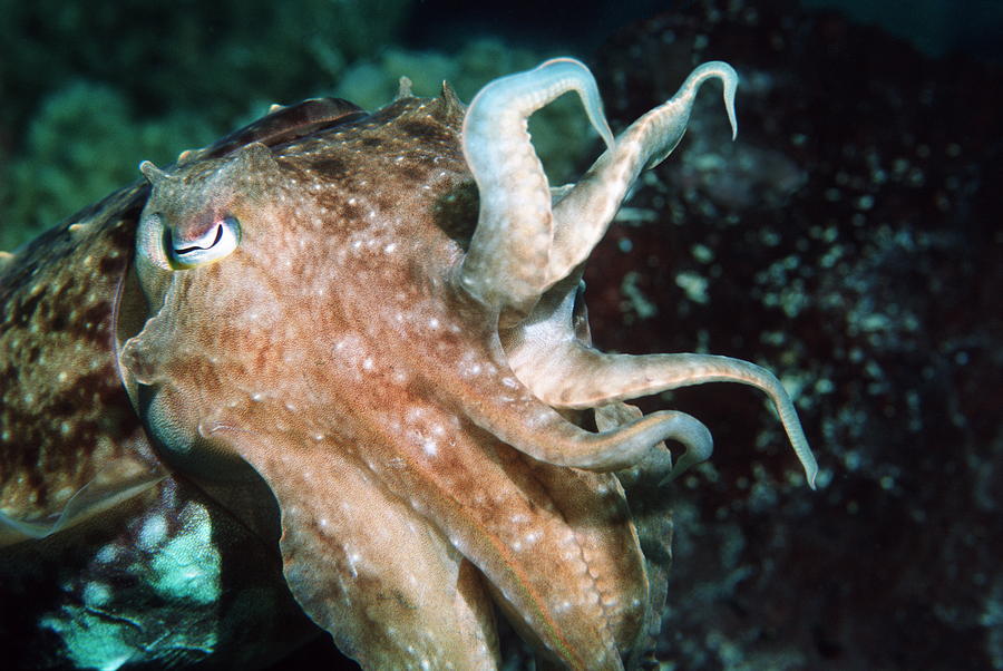 Broadclub Cuttlefish #11 Photograph by Georgette Douwma - Pixels