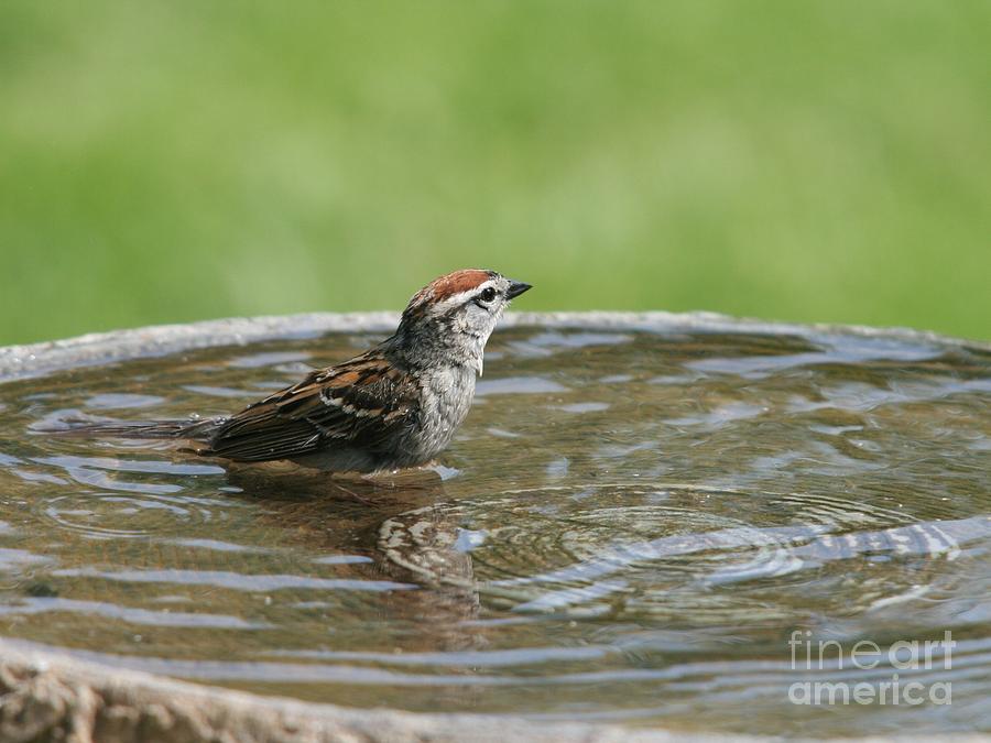 Chipping Sparrow #11 Photograph by Jack R Brock