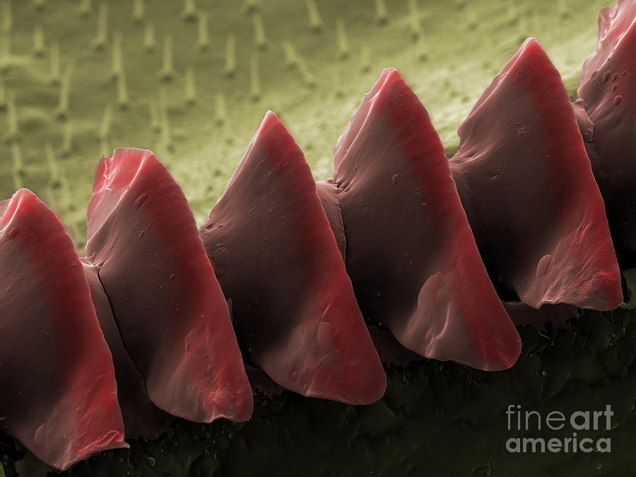 Cricket Sound Comb, Sem #11 Photograph by Ted Kinsman