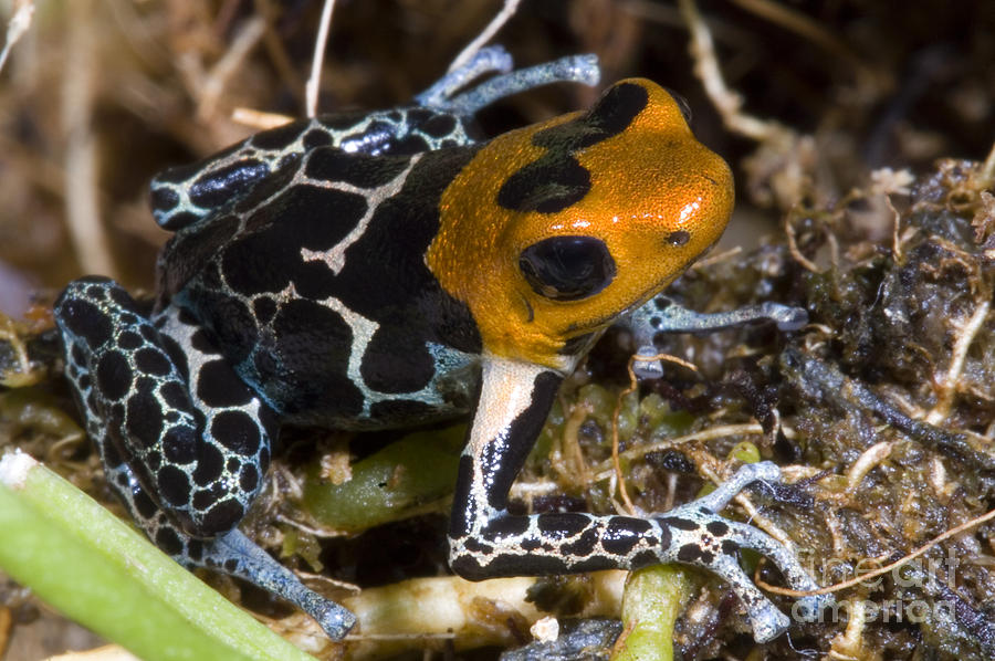 Crowned Poison Frog #11 Photograph by Dante Fenolio