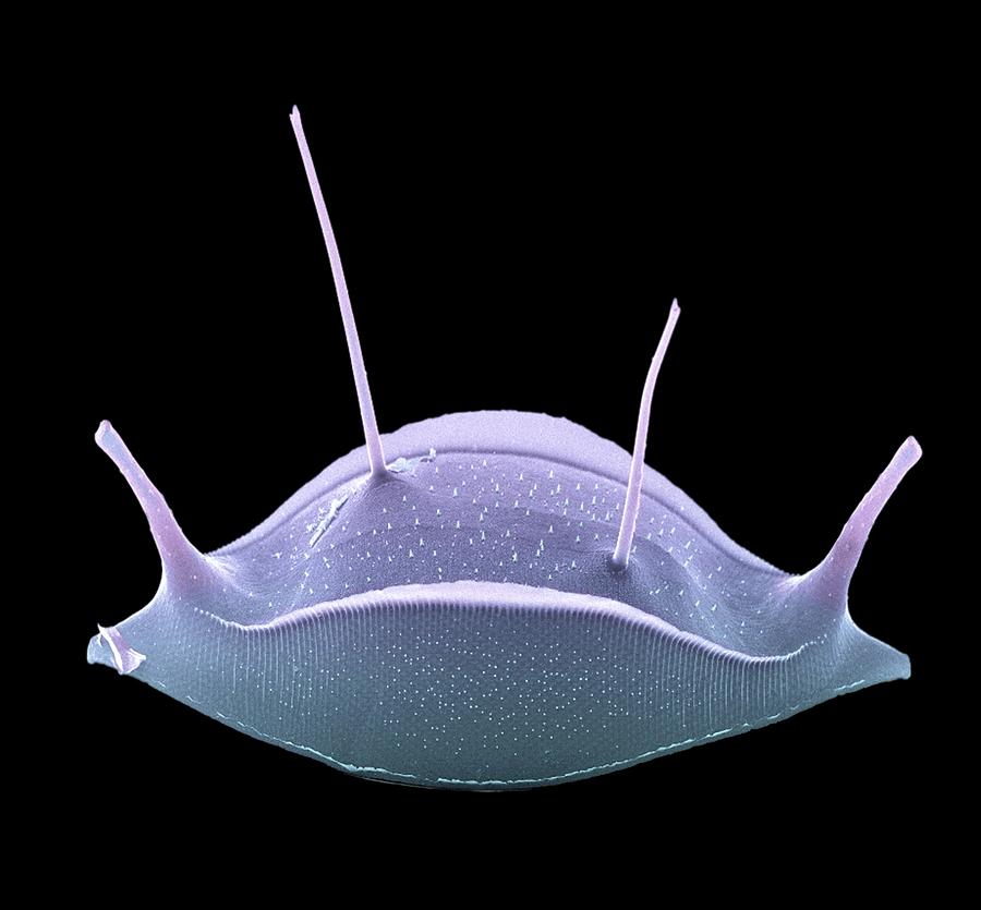 Nature Photograph - Diatom Alga, Sem #11 by Steve Gschmeissner