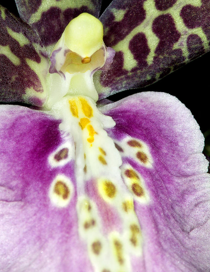 Exotic Orchid Flower #11 Photograph by C Ribet